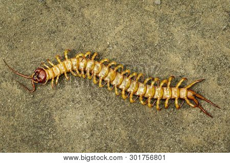 Image Of Dead Centipedes Or Chilopoda On The Ground. Animal. Poisonous Animals.