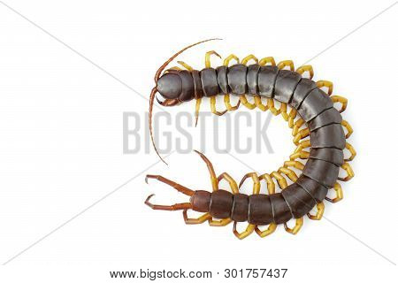 Image Of Centipedes Or Chilopoda Isolated On White Background. Animal. Poisonous Animals.