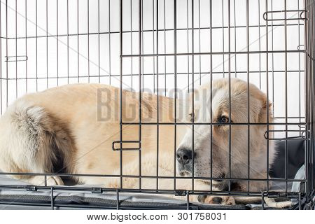 Central Asian Shepherd Dog Alabai In Cage