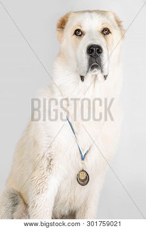 Alabai Puppy With A Medal. Alabai - An Ancient Breed From The Regions Of Central Asia.