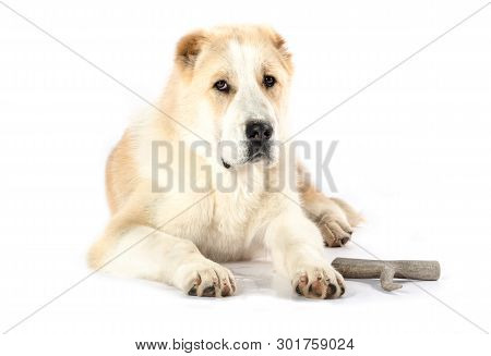 Alabai Puppy, Six Months Old. Alabai - An Ancient Breed From The Regions Of Central Asia.