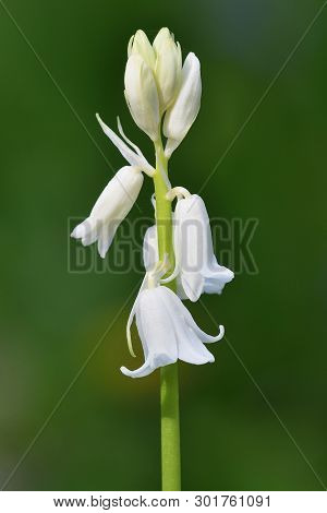 Close Up Of A White Bluebell (hyacinhoides Non-scripta) Flower In Bloom