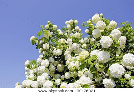 Viburnum snebold blomstrer