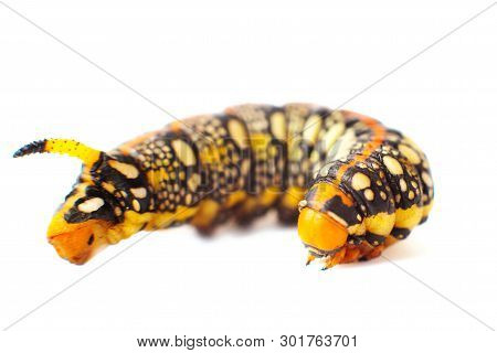 Hyles Euphorbiae. Caterpillar Against White Background. Spurge Hawk. Sphingidae