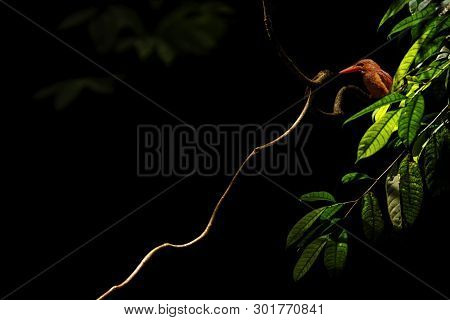 The Ruddy Kingfisher (halcyon Coromanda) Perches On A Branch In Indonesian Jungle,family Alcedinidae