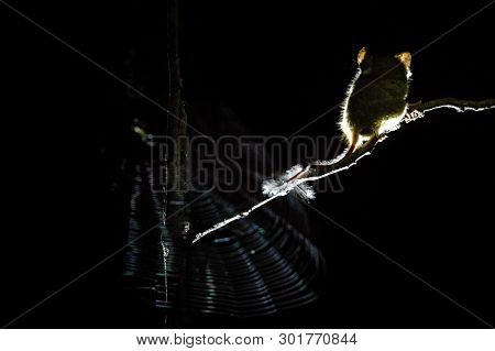 Spectral Tarsier, Tarsius, Endemic Nocturnal Mammal Watching Spinder In The Net, Cute Primate In Lar