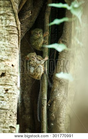 Family Of Spectral Tarsiers, Tarsius Spectrum, Portrait Of Rare Endemic Nocturnal Mammals, Small Cut