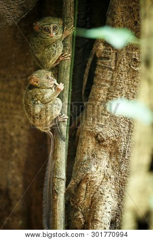 Family Of Spectral Tarsiers, Tarsius Spectrum, Portrait Of Rare Endemic Nocturnal Mammals, Small Cut