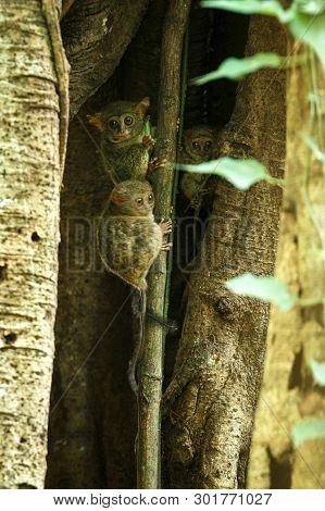 Family Of Spectral Tarsiers, Tarsius Spectrum, Portrait Of Rare Endemic Nocturnal Mammals, Small Cut