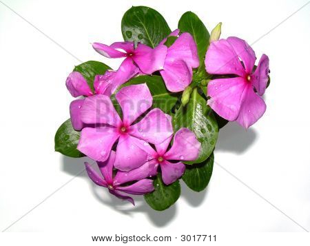 ดอกไม้สีม่วงแดง