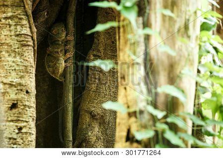 Family Of Spectral Tarsiers, Tarsius Spectrum, Portrait Of Rare Endemic Nocturnal Mammals, Small Cut