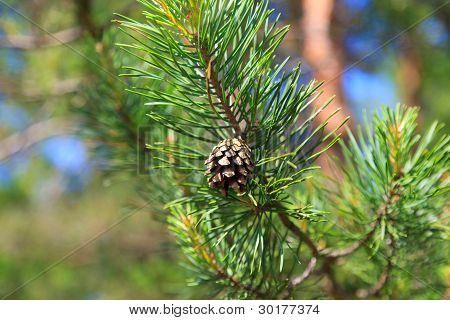 Cône de pin dans un arbre