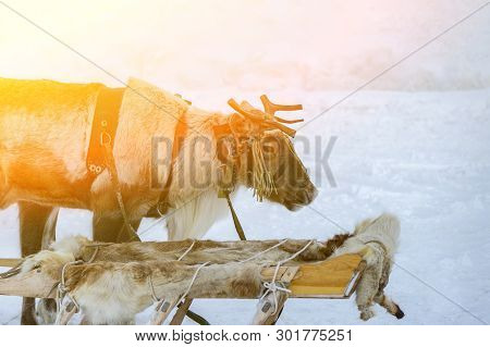 Siberian Deer In Harness With Sleigh. Front Fiew