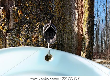 Close-up Of Metal Maple Syrup Tapping Spile In Tree With Sap Dripping Into Plastic Pail And Bare Map