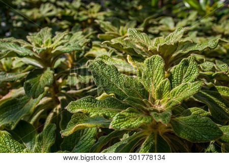 Cylindrocline Are A Genus Of Flowering Plant In The Sunflower Family. The Genus Contains Two Species
