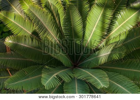 Teosinte Palm (dioon Mejiae), Multiple Plants Suitable For Making Background Images.