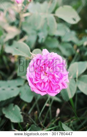 Louise Odier Or Madame De Stella Rose. Beautiful Ancient Variety Of Roses. Fragrant Beautiful Plant 