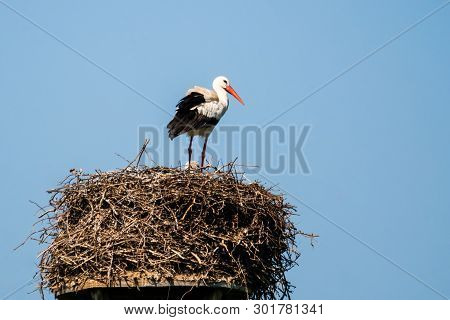 White Stork On Nest Made Of Twigs