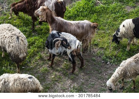 Sheep, Lambs And Goats Grazing In Pasture In Spring,livestock In The City, Sheep Lambs Grazing,