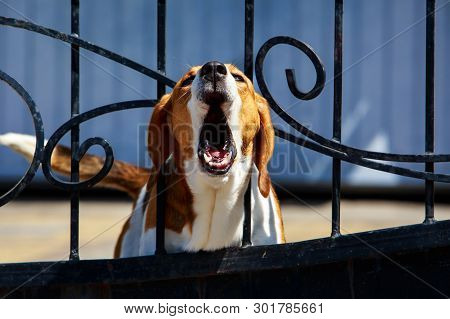 Dog Breed Beagle Barking Behind Metal Wrought Fence