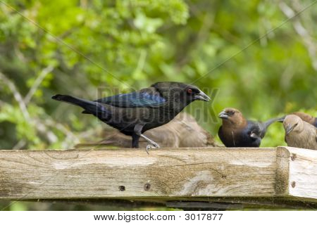 Alimentazione Molotro bronzato