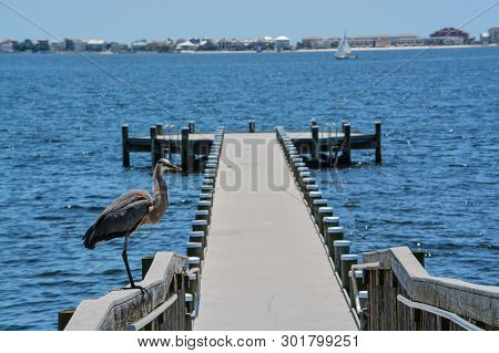 A Great Blue Heron Standing On A Railing At Gulf Breeze City Park In Santa Rosa County Florida, Gulf