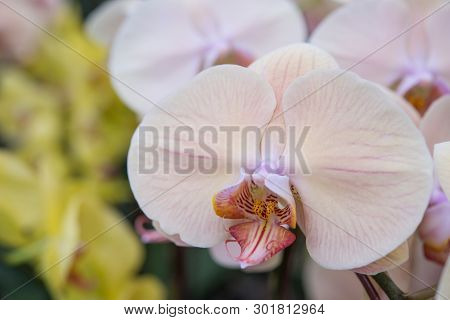 A Bunch Of Blooming Spotted Moth Orchids, Phalaenopsis Cultivars Sogo Yukidian.