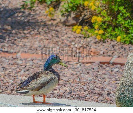 Mallard Duck (Anas Platyrhynchos) resting poolside in Glendale, Maricopa County, Arizona USA