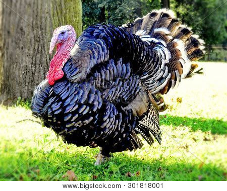 The Bronze, Broad-chested Turkey. Beautiful Gobbler. The Earliest Name For The Turkey Is The 