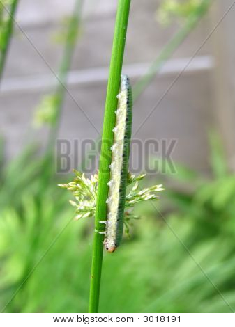 Caterpillar