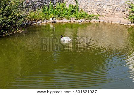 Black-necked Swan (cygnus Melancoryphus) In The Lake