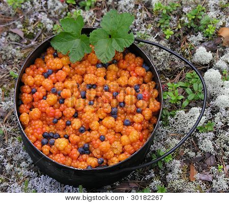 CloudBerry