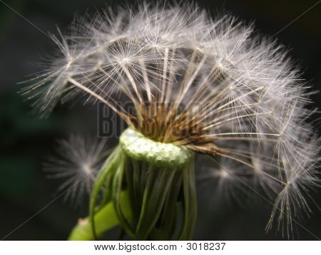 Semillas de diente de León