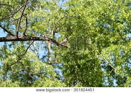 Thrush Sits On A Tree Branch On A Bright Sunny Day