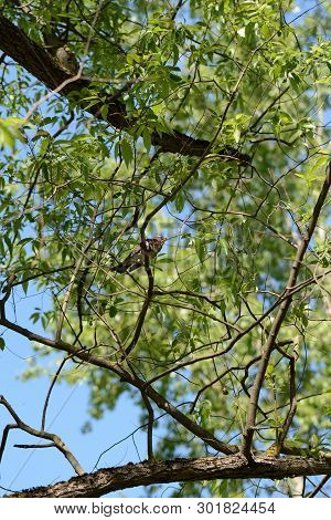 Thrush Sits On A Tree Branch On A Bright Sunny Day