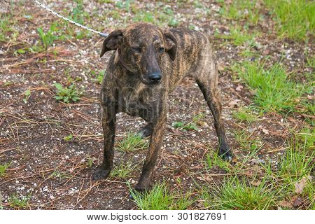 Portrait Of Hunting Segugio Maremmano Dog In The Garden