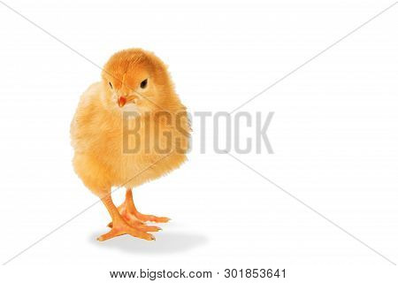 Red Chicken Stands Isolated On White Background