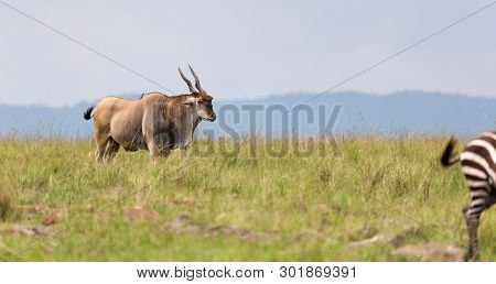 Elend Antilope In The Kenyan Savanna Between The Different Plants