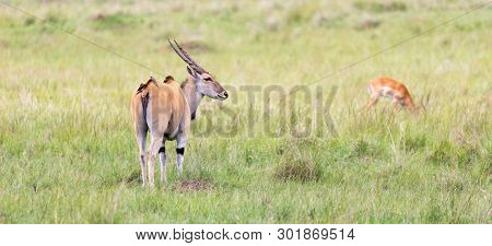 Elend Antilope In The Kenyan Savanna Between The Different Plants