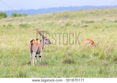 A Elend Antilope In The Kenyan Savanna Between The Different Plants