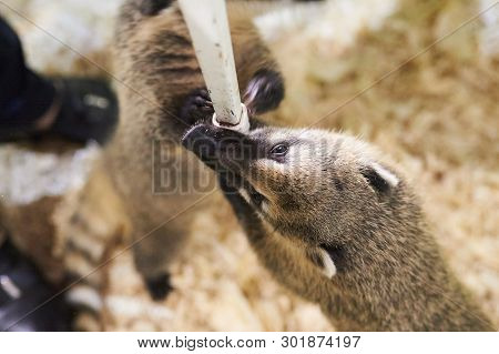 Little Coati Playing With A Chair Leg For Any Purpose