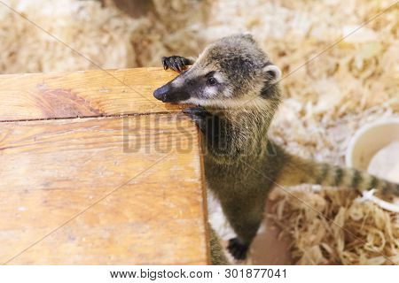 Little Coati Leans On A Chair For Any Purpose