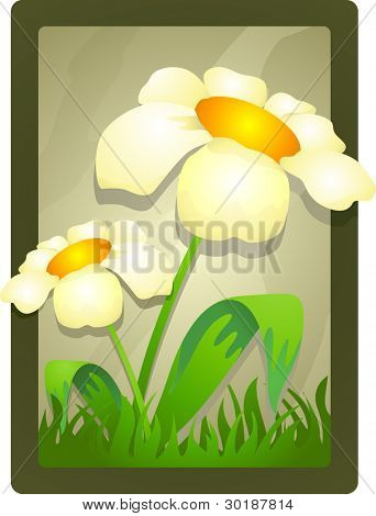 Margarida de Primavera.