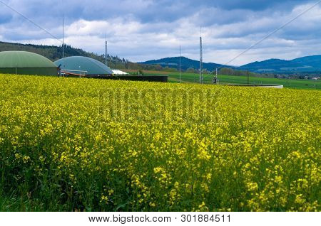 Biogas Production In The Middle Of Oilseed Rape, Production Of Biodiesel - Ecological Fuel Of New Ag