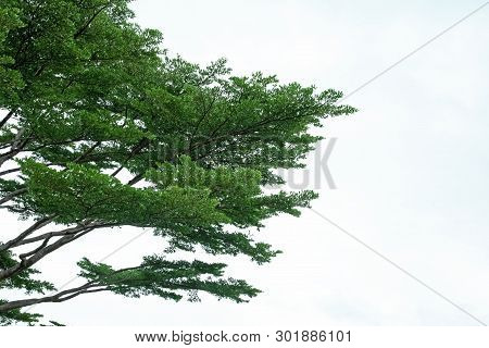 Beautiful Branches And Green Leaver Of Big Tree With Sky Background,beauty By Nature
