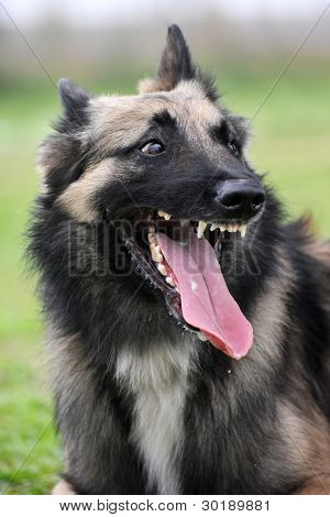 Aggressiva belgisk vallhund Tervueren