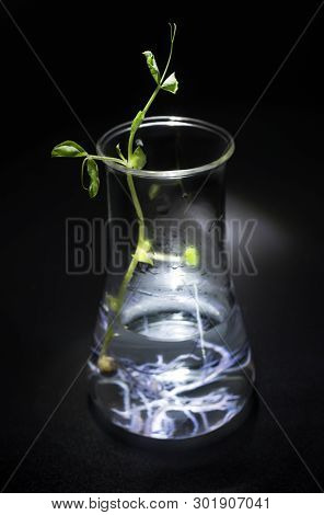 Conical Flask With Grown Plant In Nutrient Solution On Dark Background