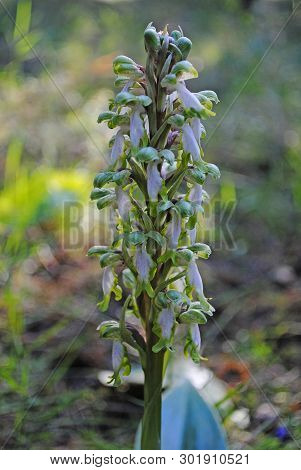 Barlia Robertiana Wild Macro Flower Orchidaceae Family Background Wallpaper Fine Prints Products