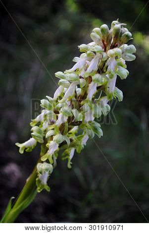Barlia Robertiana Wild Macro Flower Orchidaceae Family Background Wallpaper Fine Prints Products