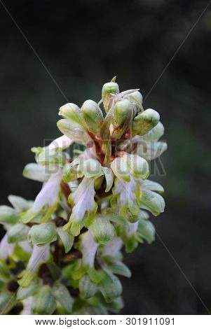 Barlia Robertiana Wild Macro Flower Orchidaceae Family Background Wallpaper Fine Prints Products